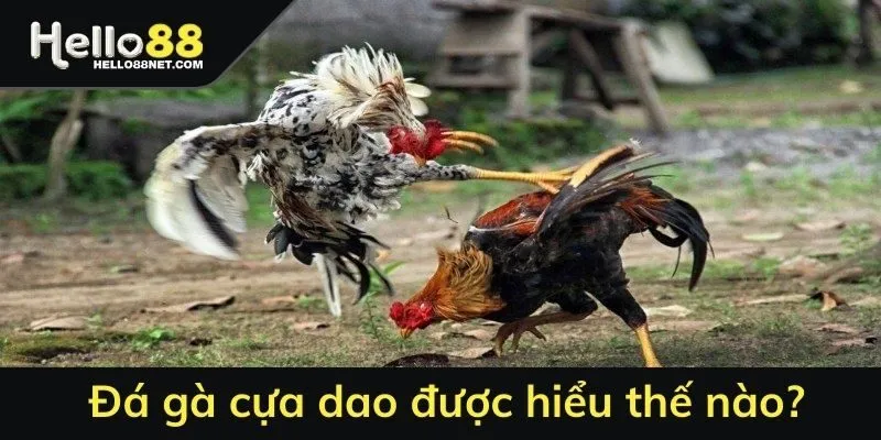 Đá gà cựa dao HELLO88 được hiểu thế nào?